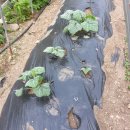 만물상회 이미지