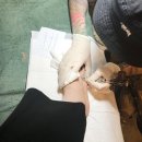 (주)에이블링 | 인천타투 "버닝하우스잉크"에서 흉터 커버업타투했어요!!