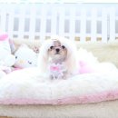 말티즈하우스 이미지