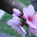 복상농장 이미지