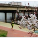 금호강변 이미지