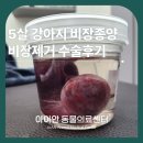서울동물영상종양센터 | 강동구동물병원 5살강아지 비장종양 비장제거 수술 후기