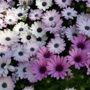 대구청과시장 이미지