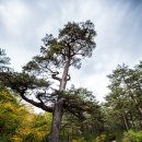 소나무목장 이미지