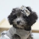 트리밍807 이미지