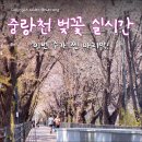한들목장 | 올해 서울 벚꽃 시기 서울 산책로 중랑천 벚꽃 구경 송정제방길