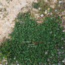 바닷가 숲속 이미지