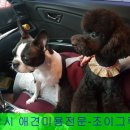 조이그루밍 이미지