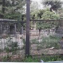 재오지리 | 서울여행 3일차. 2017년 6월 30일 자 서울동물원의 모습 3.(늑대사, 동양관, 퓨마·재규어사, 낙타사...