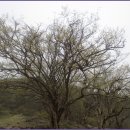 산수유축제장 이미지