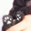 이소영동물병원 이미지