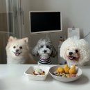 댕구르르 | 거제도 애견 독채 펜션 후기 : 댕구르르 feat.거제 우진식당