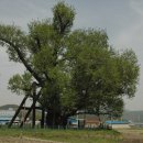 경주이씨 판윤공파의 파조 죽은 이지대와 울산 구량리 은행나무 이미지