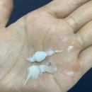 니쥬 | [내돈내산 리얼 후기] 김지민 크림, 라니쥬 리텐셜 2주 써보니... "베개 자국이 빨리 없어져요!"