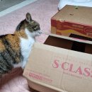 몽이냥이 | [에스클래스 S CLASS] 기호성에 감탄하는 에스클래스 대용량 브라운벤토나이트 체험 후기