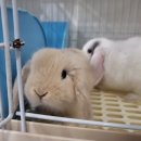 전주 햄스터 네이버블로그