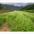 소망농장 이미지