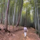아홉산 | 부산 기장 대나무숲길 - 아홉산숲 방문 후기