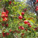 정발산공원 산책로 입구 이미지