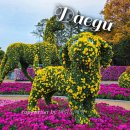 동화사(도학동) | 대구 가을 데이트 가볼만한곳 국화전시회 유명한절