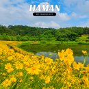 남강꽃식물원 | 함안 가볼만한곳 악양생태공원 금계국 수레국화 실시간 개화상황 위치 주차장