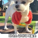멍's랜드 | 다이소 강아지 겨울옷 뽀글이 착용 후기