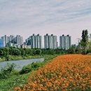 안양천의 初秋(by phone) 이미지