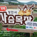 서부사슴농장 이미지