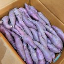 김제산 밤고구마&amp;호박고구마&amp;연지 꿀고구마 특가판매!!!! 이미지