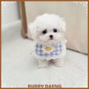 세종사료 | 세종애견분양 퍼피댕 다녀온 후기