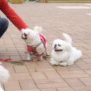 [충남 천안시] 패키니즈 남아를 찾습니다. 이미지