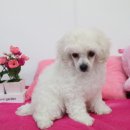 주주클럽 애견샵 이미지