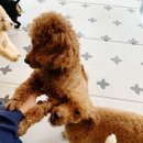 개릉도원