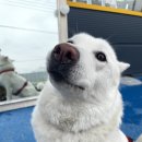 뽀송하랑 이미지