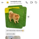 바미애견유치원 네이버블로그