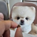 패미코