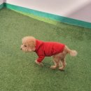 486독캠프 | 소심해도 걱정없는 부산애견호텔! 486독캠프 남구점 호텔링 후기