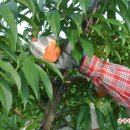 복숭아PC 이미지