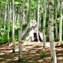[정기단체] 속삭이는 순백의 자작나무 숲속으로.. 원대리 자작나무숲 6월5일(일) 이미지