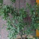 신효동-23 이미지