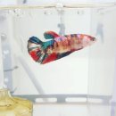 베타봉봉 이미지