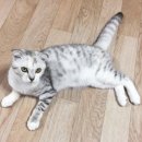 하이멍냥 강아지분양 고양이분양 서울본점 이미지