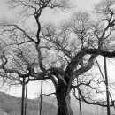 함안 영동리 회화나무 이미지