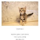 도그마루 강아지고양이 의정부노원점 이미지