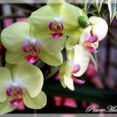 우리꽃집 이미지