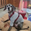 하쿠애견샵 이미지