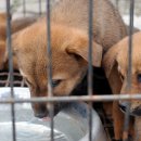 장돌뱅이 5일장 이미지