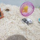 햄스터살롱 이미지