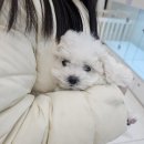 도그송 테디비숑분양후기