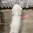 로얄동물병원 | 면목동 24시 동물병원 로얄동물메디컬센터 첫 방문 후기(혈액검사, 엑스레이 진료 비용)